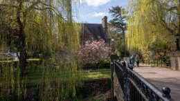 The Cork public are offered a tour of UCC's historic trees