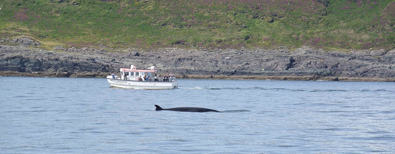 Whale Watch in Cork Whale Watch in Cork