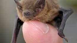Bats in Ireland